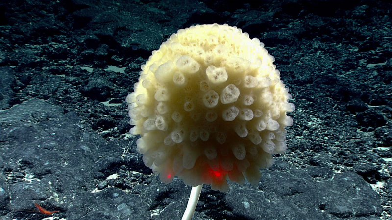 Image courtesy of the NOAA Office of Ocean Exploration and Research, 2017 Laulima O Ka Moana.